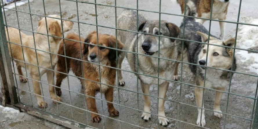 Distracția de sâmbătă