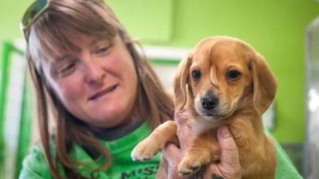 Un cățel cu coadă în frunte a devenit vedetă pe internet