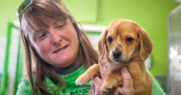 Un cățel cu coadă în frunte a devenit vedetă pe internet