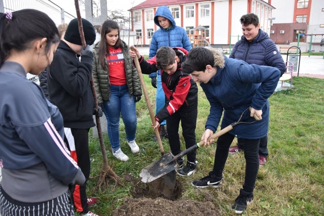 Maramureșeni la plantat de cireși japonezi