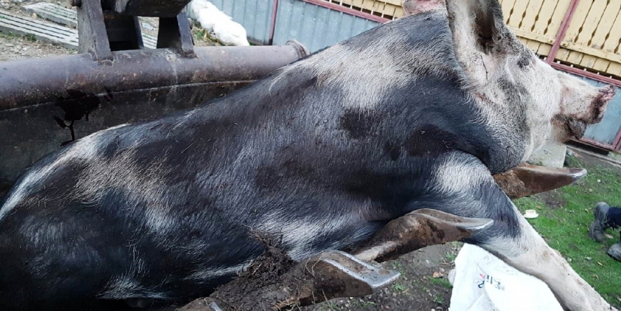 Pestă porcină confirmată la un porc domestic din Săbișa