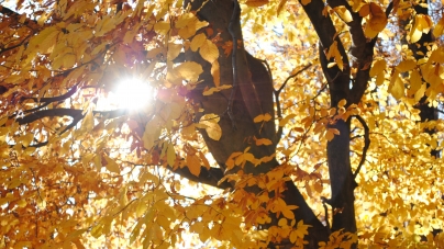 Vremea exactă în Maramureș, marți, 16 noiembrie