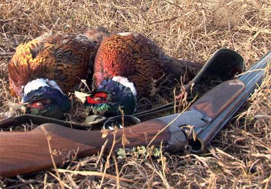 Un vânător a ”confundat” rața cu fazanul și acum are dosar penal