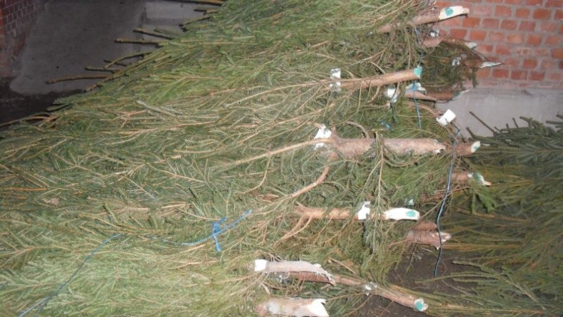 S-au ales cu dosar penal și amendă după ce au tăiat ilegal pomi de Crăciun