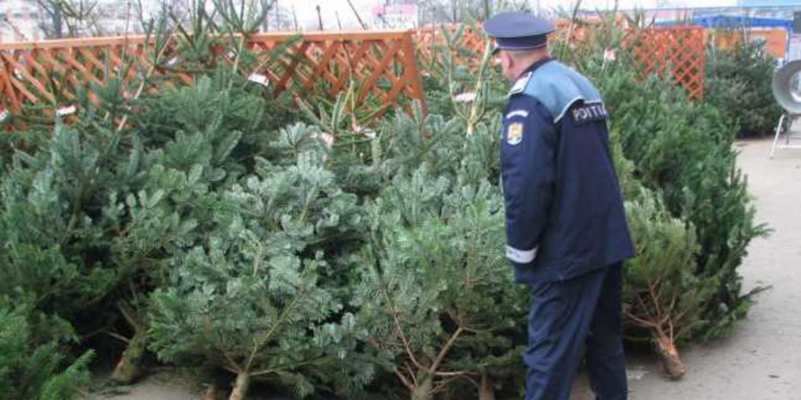 79 de pomi de Crăciun confiscați și șapte comercianți amendați