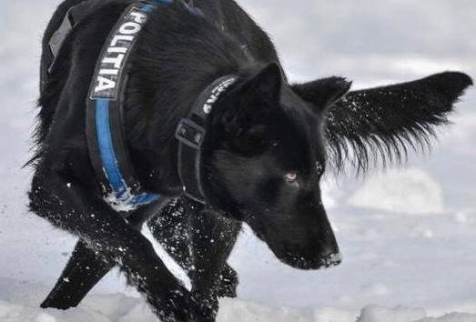 ”Mulțumim, Teba!” – mesaj pe pagina de Facebook a MAI pentru câinele care l-a prins pe autorul unui dublu asasinat