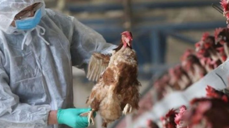 Furajul și/sau păsările migratoare – presupusele cauze ale apariției gripei aviare la Seini