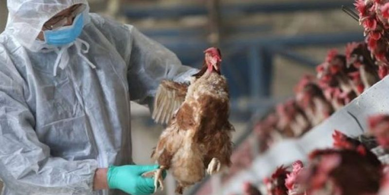 Furajul și/sau păsările migratoare – presupusele cauze ale apariției gripei aviare la Seini