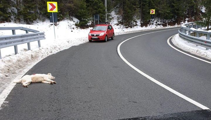 Câine împușcat lângă Borșa de un paznic de vânătoare (GALERIE FOTO)