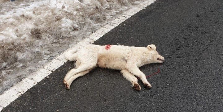 Care-i om și care-i câine? Cine-i tratat ca om și cine ca un câine?