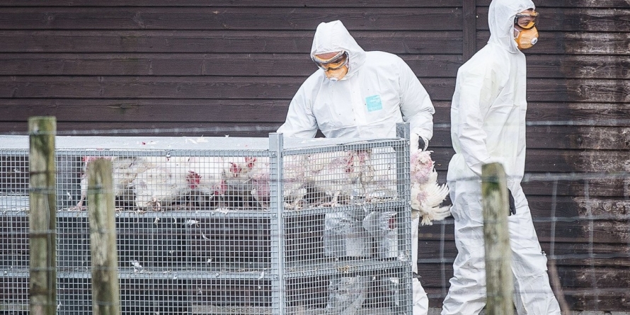 Focar de gripă aviară confirmat la Seini; 18.000 de găini vor fi incinerate