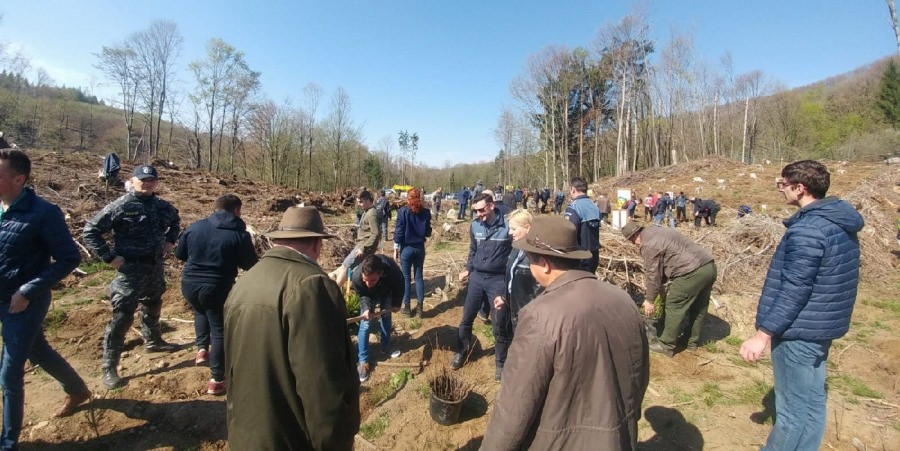 Intenție: Minimum 330 hectare împădurite integral în Maramureș, în această primăvară. Cele mai mari suprafețe, în zona Poienile de sub Munte