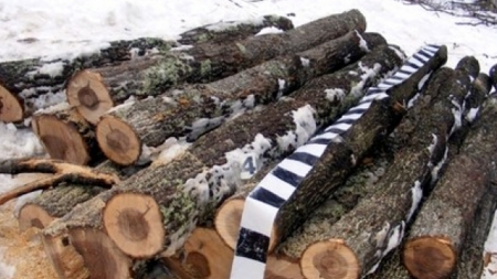 Acțiuni pe linie silvică: Peste 330 mc de material lemnos a fost conficat, iar amenzile date au fost de aproximativ 85.000 lei