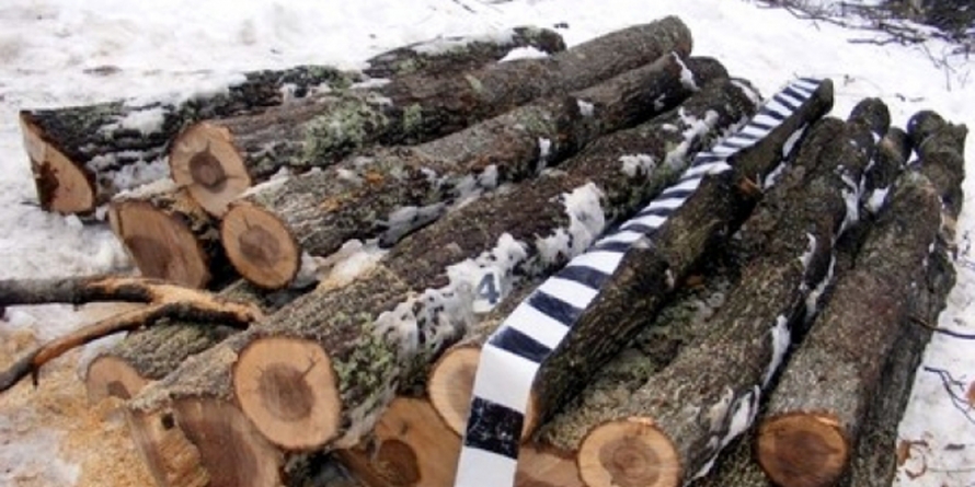 Acțiuni pe linie silvică: Peste 330 mc de material lemnos a fost conficat, iar amenzile date au fost de aproximativ 85.000 lei