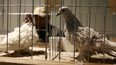 Gripa aviară de la Seini a determinat suspendarea unei expoziții în Baia Mare