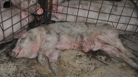 Pestă porcină africană confirmată la un porc domestic din Săbișa