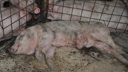 Pestă porcină africană confirmată la un porc domestic din Săbișa