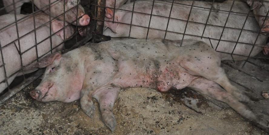 Pestă porcină africană confirmată la un porc domestic din Săbișa