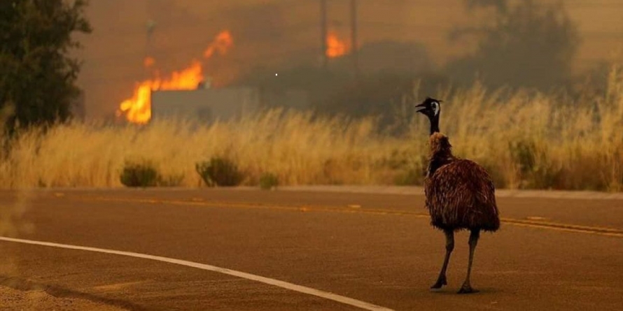 ”Nu am avut cer albastru de o lună” – mărturisește o maramureșeancă stabilită în Australia cuprinsă de flăcări (GALERIE FOTO)
