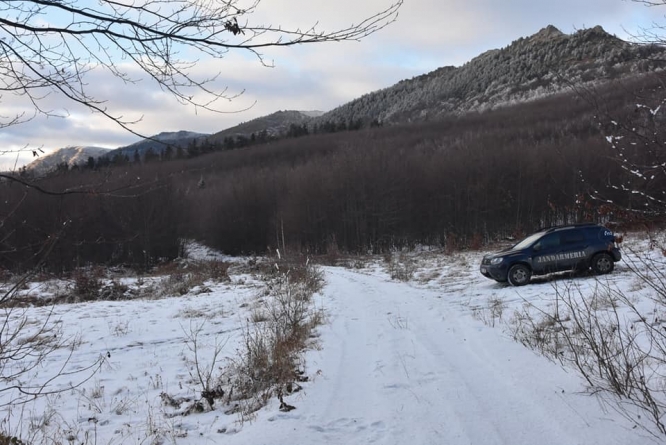 Hoți de lemn de stejar,  amendați cu 4000 de lei