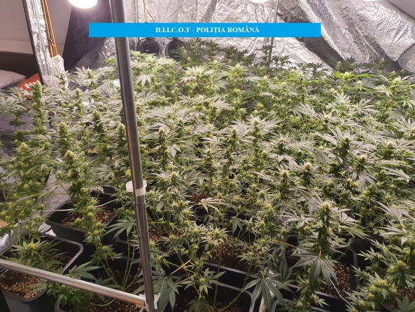 Rețea de traficanți de droguri destructurată. Printre membrii grupării se află și un băimărean