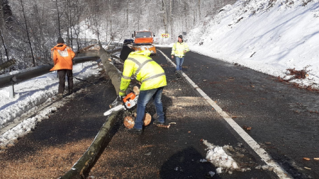 Copaci prăbușiți de vânt în Pasul Gutâi