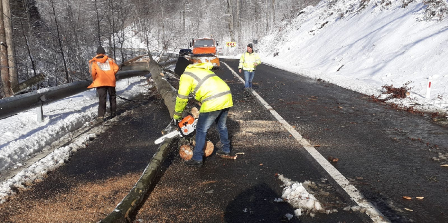 Copaci prăbușiți de vânt în Pasul Gutâi