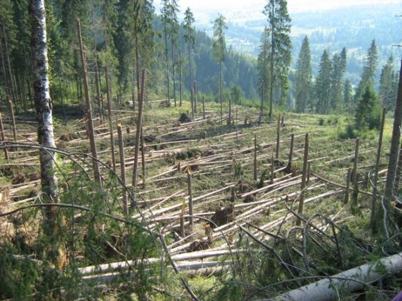 Peste 5.000 de hectare de pădure au fost afectate în Maramureș de vremea rea