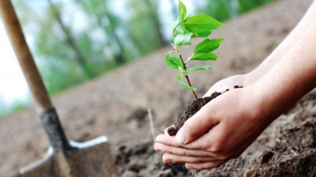 În Maramureș se vor planta de la zero 140 de păduri