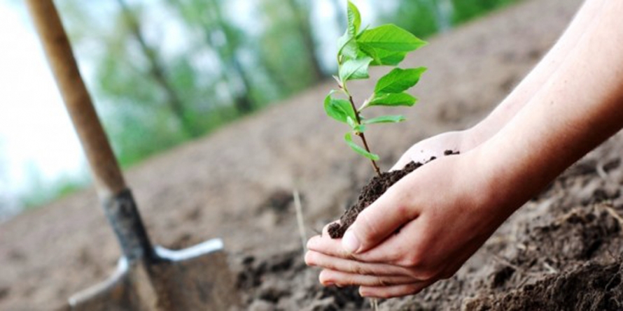 În Maramureș se vor planta de la zero 140 de păduri