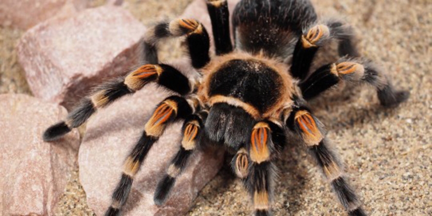 Expoziție de insecte, tarantule și fluturi în Baia Mare