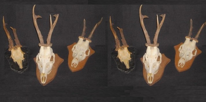 11 trofee pentru polițiștii care au făcut percheziţii domiciliare în Borșa