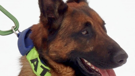 Premieră necesară: Athos este primul câine specializat în intervenția la avalanșă din istoria Salvamont Borșa (GALERIE FOTO)