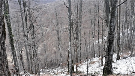 În Maramureș, nu există pădure fără uscături: 340 de hectare devalizate în Săpânța