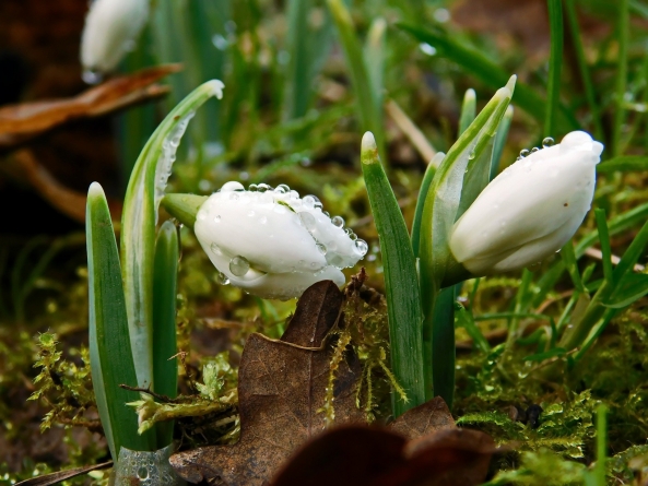 Fluctuații termice serioase și episoade cu ploi în Maramureș