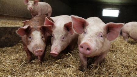 Iarăși!…: Focar de pestă porcină africană, confirmat la Seini. Ce localități intră în zonele de protecție și supraveghere