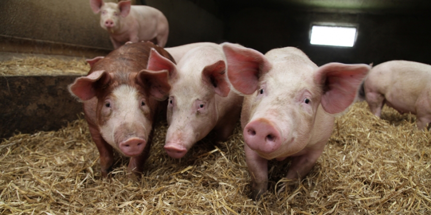 DSVSA Maramureș: „Nu va fi interzisă creșterea porcilor în gospodării!”