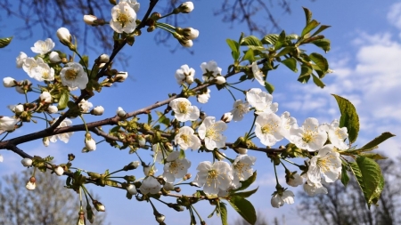 Revine primăvara: Vreme în încălzire semnificativă în Maramureș; estimările valabile pentru următoarele două săptămâni