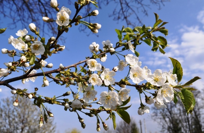 Revine primăvara: Vreme în încălzire semnificativă în Maramureș; estimările valabile pentru următoarele două săptămâni