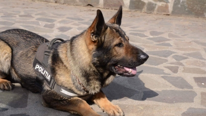 Încă o intervenție de… Vis: Câinele polițist maramureșean este spaima contrabandiștilor!; Mii de țigări descoperite într-o mașină, în Baia Mare (GALERIE FOTO)