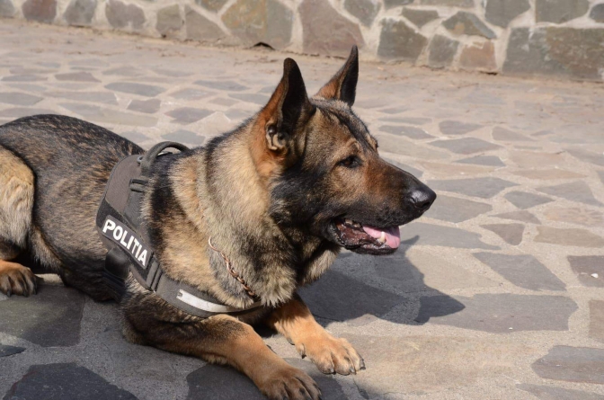 Încă o intervenție de… Vis: Câinele polițist maramureșean este spaima contrabandiștilor!; Mii de țigări descoperite într-o mașină, în Baia Mare (GALERIE FOTO)