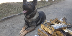 Țigări de contrabandă: Percheziție domiciliară la Ocna Șugatag. Ofițer patruped din Grupa Canină, prezent la datorie