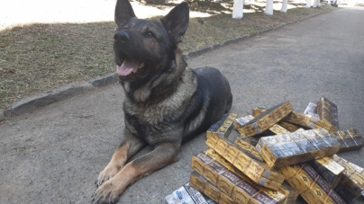 Țigări de contrabandă: Percheziție domiciliară la Ocna Șugatag. Ofițer patruped din Grupa Canină, prezent la datorie