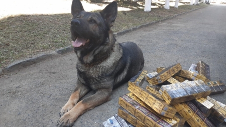 Țigări de contrabandă: Percheziție domiciliară la Ocna Șugatag. Ofițer patruped din Grupa Canină, prezent la datorie