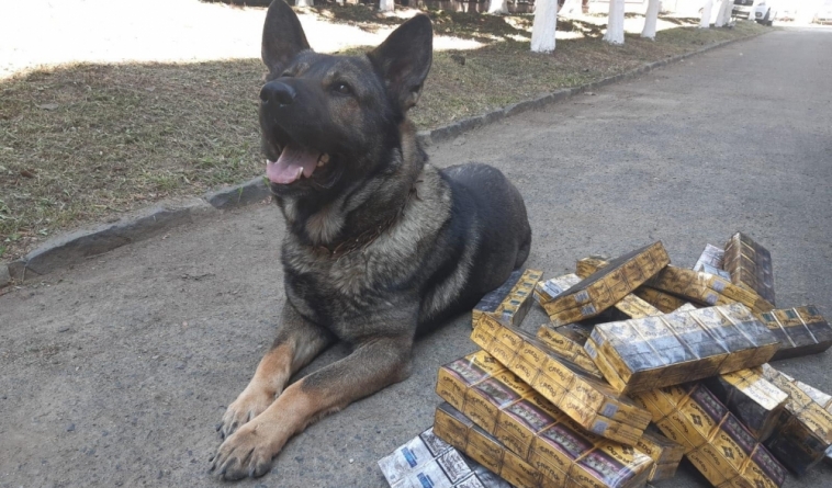 Țigări de contrabandă: Percheziție domiciliară la Ocna Șugatag. Ofițer patruped din Grupa Canină, prezent la datorie