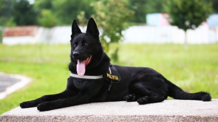 Teba în plină acțiune: Câinele polițist maramureșean ”a luat urma” a patru tineri care ”se ocupau” cu furturile. A parcurs 700 metri până la casa primului hoț!