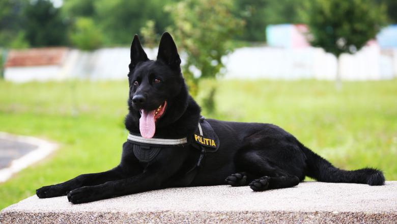 Record de eficiență: Câinele polițist Teba a prins autorii unui furt într-un sfert de oră; Lista infracțiunilor „dovedite” de agentul special maramureșean (GALERIE FOTO)