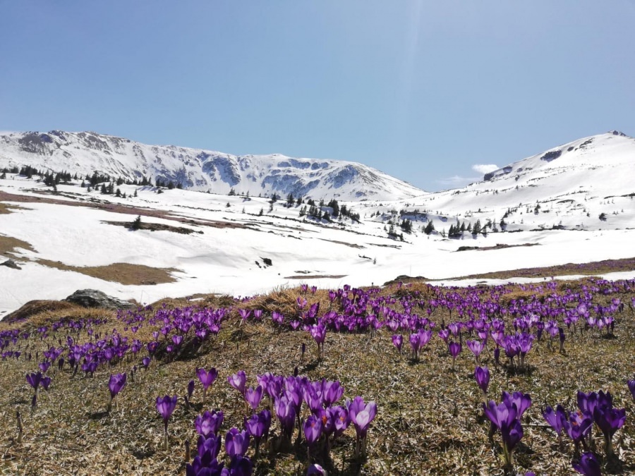 Frumusețile Maramureșului: Munții Rodnei au devenit raiul brândușelor; Cum arată Cascada Cailor în timpul pandemiei de coronavirus (GALERIE FOTO)