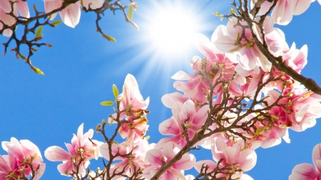 La Vişeu de Sus: „Armonii de primăvară” – concurs de creație literară pentru elevi