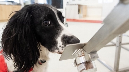 Spectaculos: Câini antrenaţi pentru a depista coronavirusul. 750 persoane ar putea fi testate într-o oră!